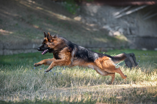 german shepherd dog running on the grass