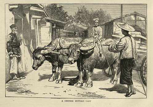 Vintage illustration Chinese boy driving a buffalo cart, China 1870s, Victorian 19th Century, 1872