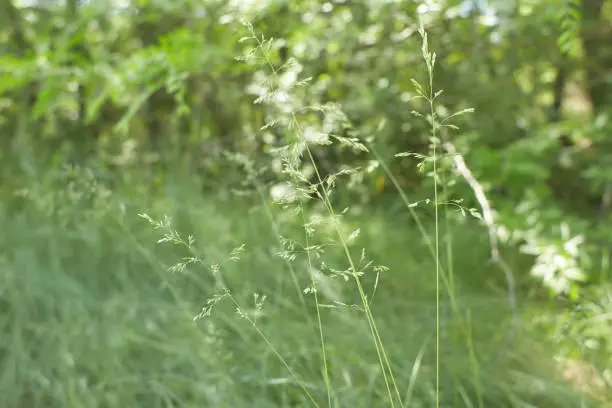 Photo of The meadow grass tall fescue (Festuca partensis) in spring. The beautiful wallpaper of Red fescue (Festuca rubra)