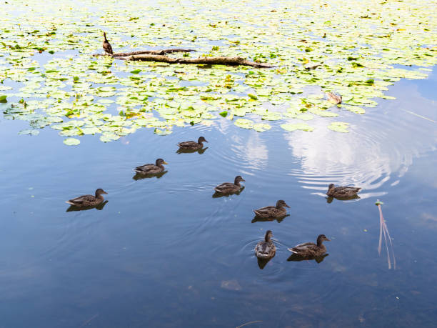 istock several duck swim in overgrown lake on summer day 1419837429