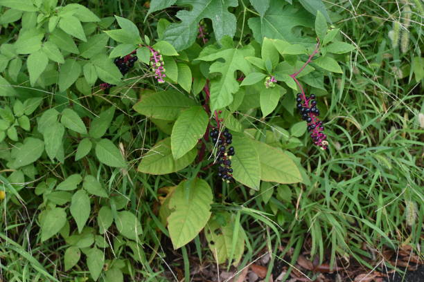 American pokeweed berries. Phytolaccaceae perennial toxic plants.You can see white flowers immature berries and black ripe berries at the same time around September.