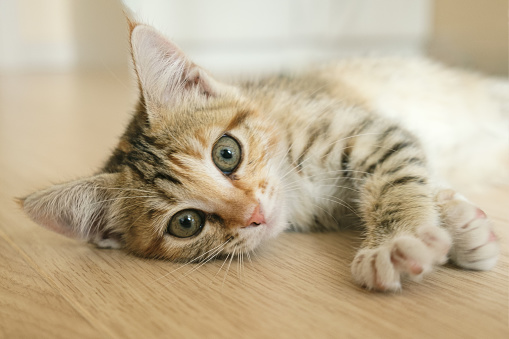 Cute tabby cat on the edge of a chair in kitchen. Apartment is very lived in and cosy. Horizontal full length indoors shot with copy space.