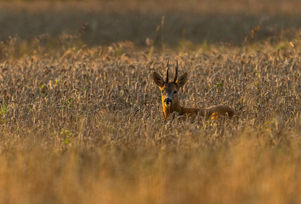 Strong roebuck in a cereal field