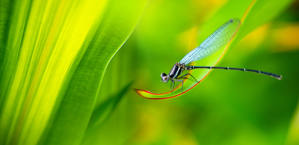 500+ Dragonfly Pictures | Download Free Images on Unsplash