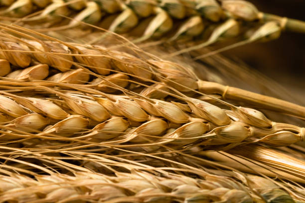 istock Wheat ears detail. Cereals for backery, flour production 1419845848