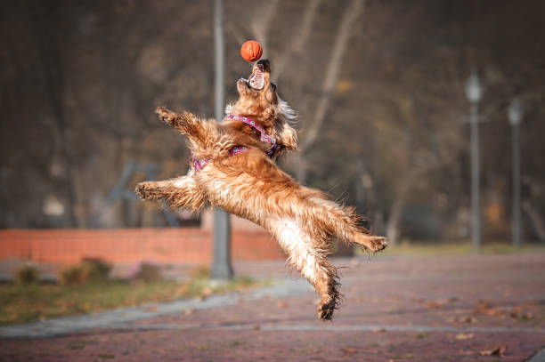 istock english cocker spaniel dog Jumping in autumn park 1419845875