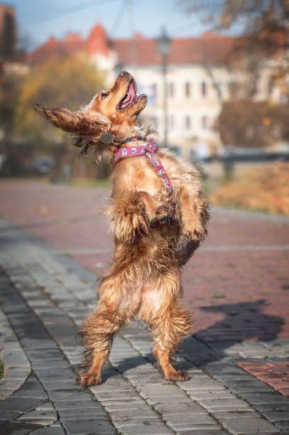 istock english cocker spaniel dog Jumping in autumn park 1419845908