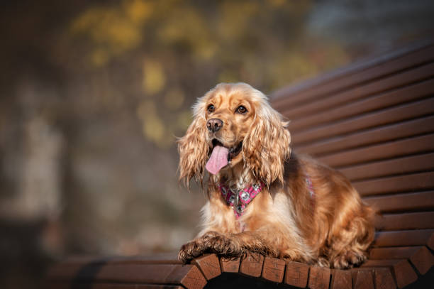 cocker spaniel inglés en un banco - cocker spaniel fotografías e imágenes de stock