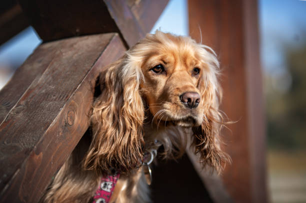 istock english cocker spaniel portrait 1419846180
