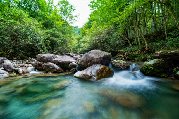 istock Stream in the forest, Jing'an, China 1419847684