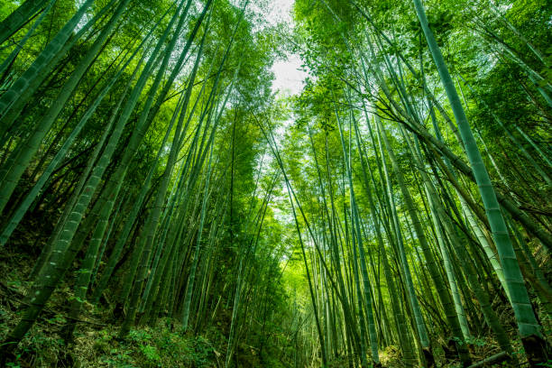 istock Green bamboo forest in the park, China 1419847786