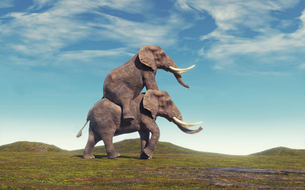 istock Elephant riding an elephant on field. Friendship and cooperation concept. 1419847834