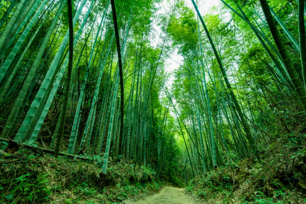 istock Green bamboo forest in the park, China 1419847962