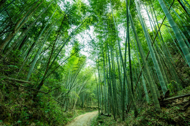 istock Green bamboo forest in the park, China 1419848072