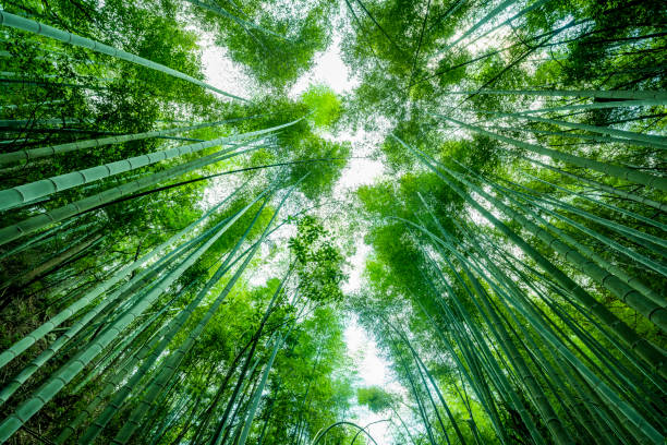 istock Green bamboo forest in the park, China 1419848162
