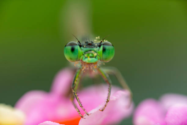 damselfly taken with macro photography.