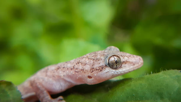 istock Common house gecko macro closeup on green leaf 1419850546