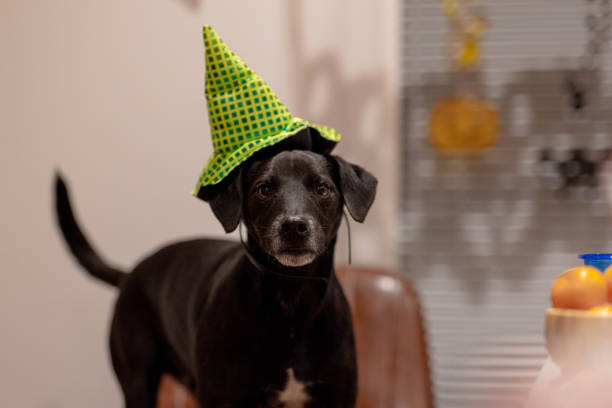 A black Patterdale Terrier looking into the camera with a green hat on for halloween.