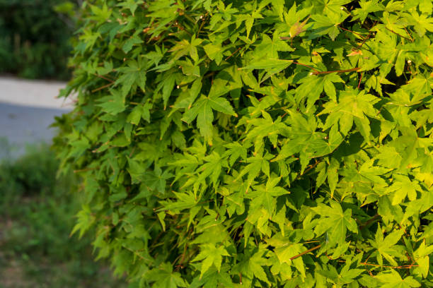 acer palmatum 'omurayama'. klon amurski, klon japońsko-klonowy, japonia korea południowa. acer drzewo, ogrodnicy dream acer orange red dream liściaste palmatum - leaf maple maple leaf autumn zdjęcia i obrazy z banku zdjęć