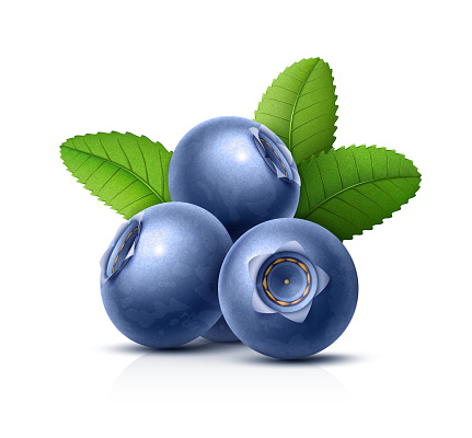 Blueberries with Green Leaves. Vector illustration.