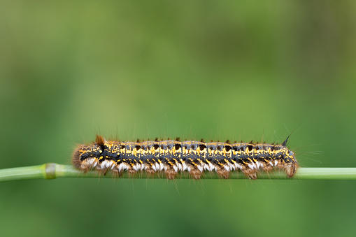 Close-up of a moth caterpillar (Euthrix potatoria) climbing on a blade of grass against a green background. There is space for text at the top