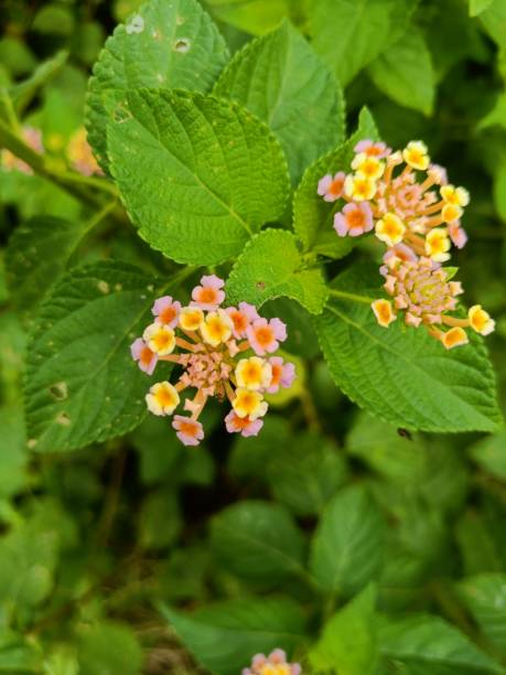 istock Village flower 1419858625