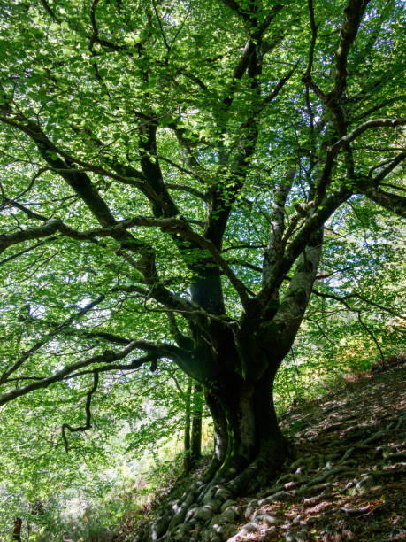 istock bosque Infernuko errota - Molino del infierno 1419859880