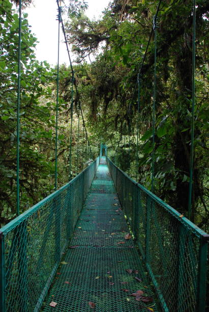 istock Monteverde Cloud Forest – Costa Rica 1419860920