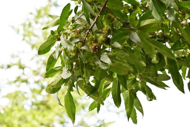 Sawtooth oak tree. stock photo