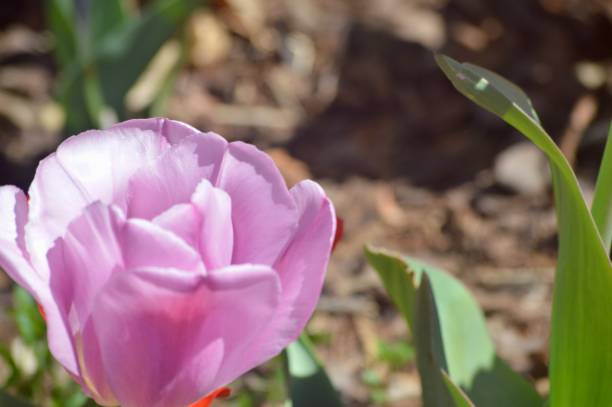 istock Myriad botanical garden 1419863019