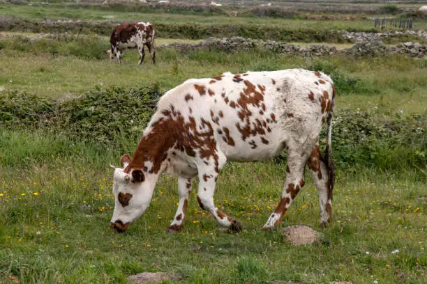 The Norman cow is a breed good in milk production and giving a good meat yield