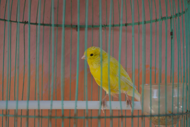 istock beautiful yellow bird 1419863312