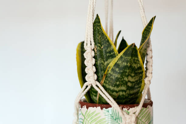istock Handmade Macrame Plant Hanger On White Background 1419864272