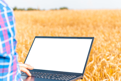 A businessman with a laptop in her hands works in wheat field, communicates and checks the harvest.Man farmer at sunny day with computer.Agricultural business concept.blank white screen.Mockup.
