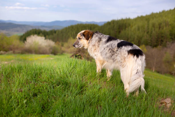 istock Dog looking at mountains view from high hill 1419864885
