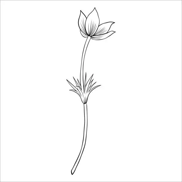 Vector illustration of Lumbago meadow, Pulsatilla flower ink sketch, Vector Pasque flower isolated on white, floral line art illustration, Botanical drawing of Perennial poisonous flowering plant for design phytotherapy