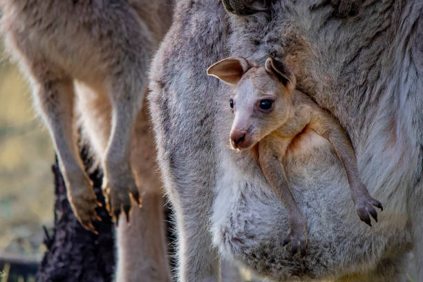 östliche graue känguru joey - kangaroo joey marsupial mammal stock-fotos und bilder