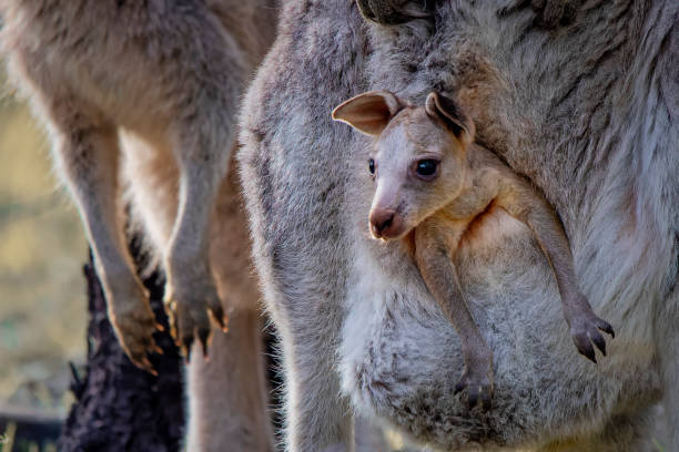 wschodni szary kangur joey - kangaroo joey marsupial mammal zdjęcia i obrazy z banku zdjęć