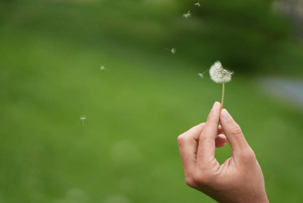 istock dandelion flower parts flying in the wind 1419868247
