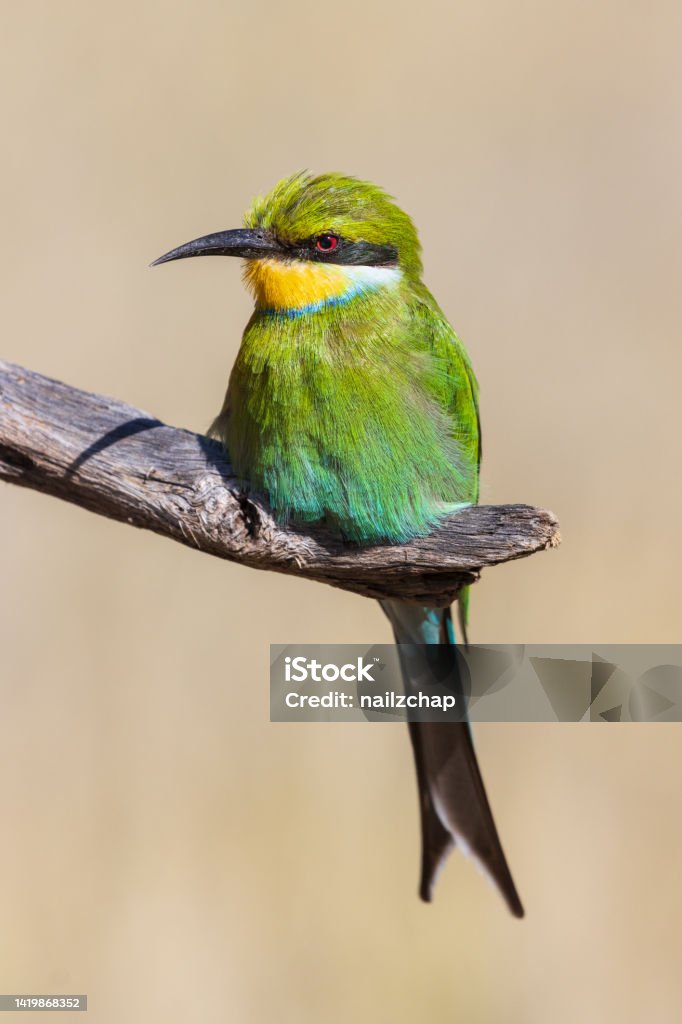 Swallow Tailed Bee Eater Swallow Tailed Bee Eater, wildlife photography whilst on safari in the Tswalu Kalahari Reserve in South Africa Africa Stock Photo