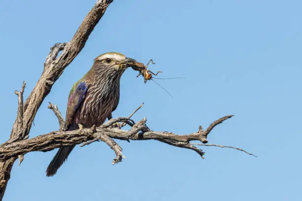 Purple Roller eating a large insect, wildlife photography whilst on safari in the Tswalu Kalahari Reserve in South Africa