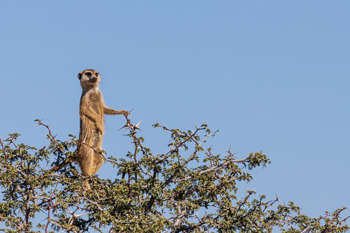 Meerkat sentry on guard in a thorn tree, wildlife photography whilst on safari in the Tswalu Kalahari Reserve in South Africa