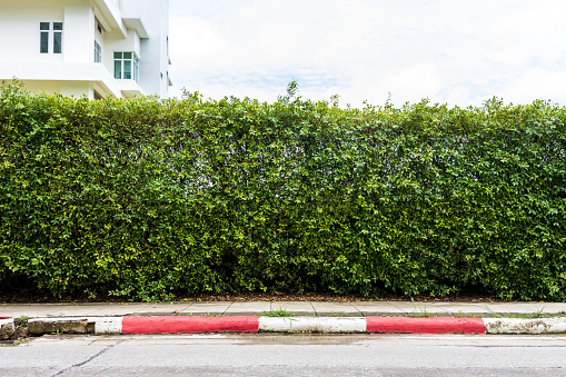 Close-up view of the background of a shrub fence stretching as a barrier between the building and the concrete roadside walkway inside an institution of a hospital in Thailand.