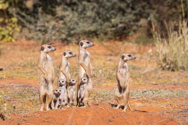 Suricata Familie – Foto