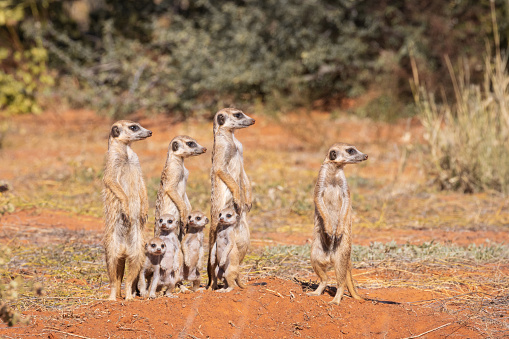 Meerkat - Suricata suricatta - in a group in the enclosure.