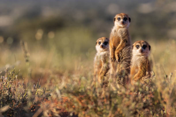 Meerkat Family, wildlife photography whilst on safari in the Tswalu Kalahari Reserve in South Africa