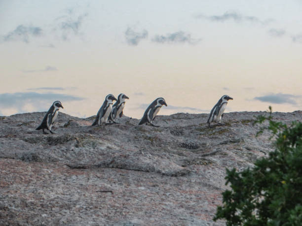 istock Penguins in Cape town 1419868466