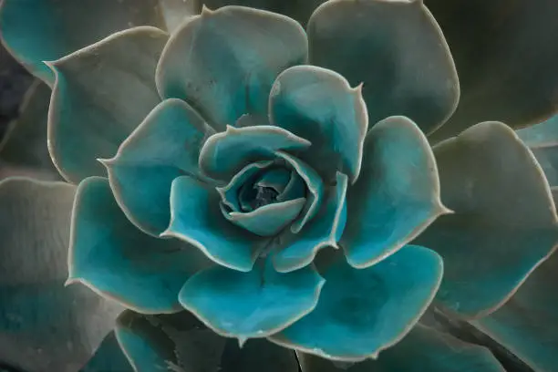 Cactus plant pattern wallpaper. Succulent plant patterns. Details of succulent leaves. selective focus