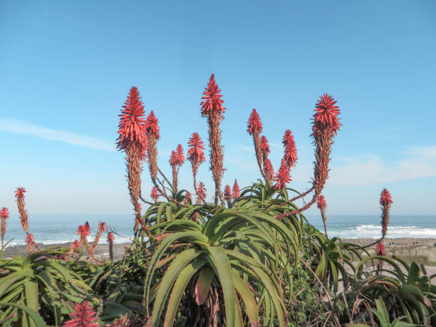 istock Flora in South Africa 1419868670