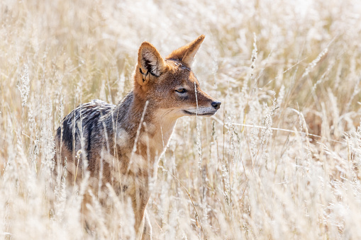 Black Backed Jackal in long grass, wildlife photography whilst on safari in the Tswalu Kalahari Reserve in South Africa
